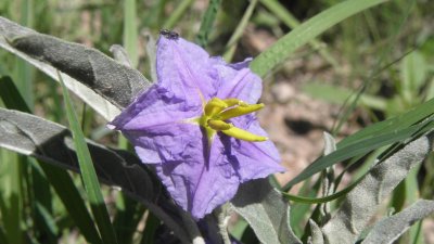 Solanum elaeagnifolia
