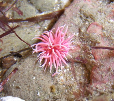 Hopkins Rosy Nudibranch, Okenia rosacea, (Hopkinsia rosacea)