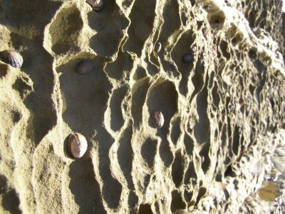 Sandstone cliff face with limpets