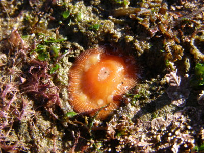  Brooding Anemone, Epiactis prolifera