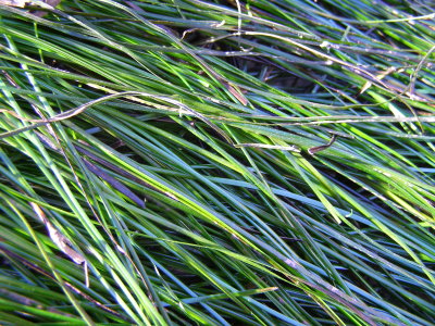 Surf Grass, Phyllospadix torreyi