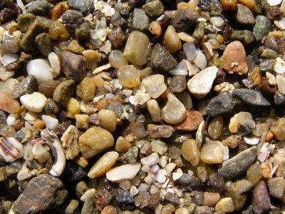 Aggregate Sea Anemone, Anthopleura elegantissima