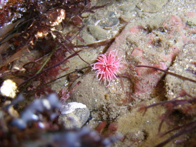 Hopkins Rosy Nudibranch