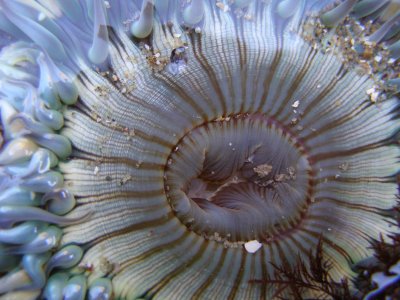  Solitary Anemone, Anthopleura xanthogrammica