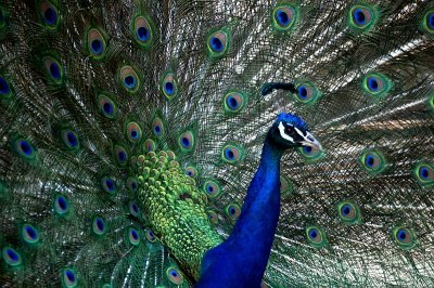 Blue Peacock