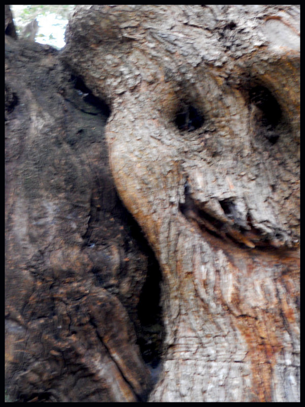 creach copy.jpg