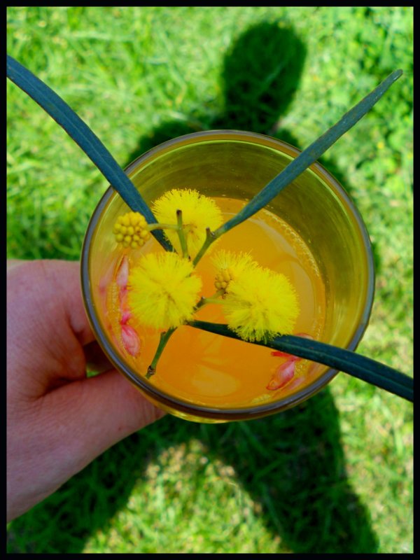 mimosa drink copy.jpg