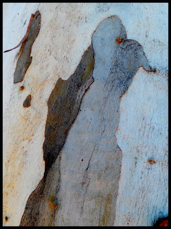 condor copy.jpg