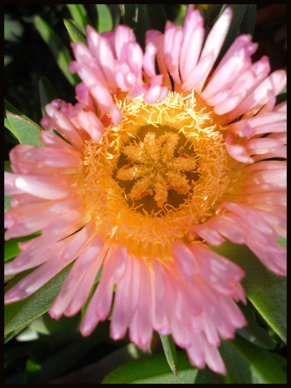 pink flower copy.jpg