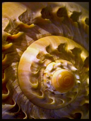 Sea Shell Details