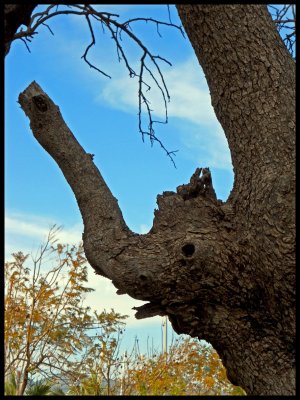 elephant TREE.jpg