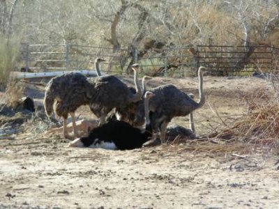 Ostriches 002.jpg