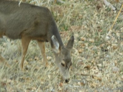 Deer 006.jpg