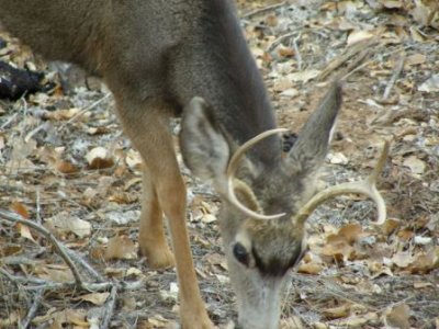 Deer 010.jpg