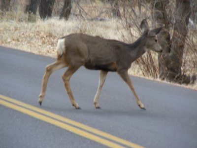 Deer 014.jpg