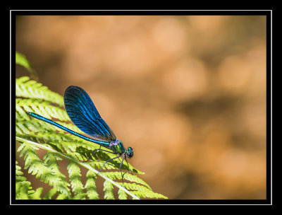 01-June-12 Dragonfly