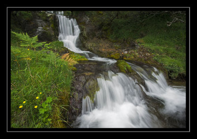 Small Falls With Buttercups