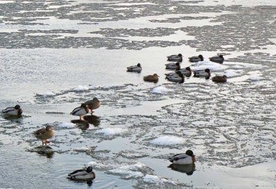 23_Dec_07b  Frozen Ducks