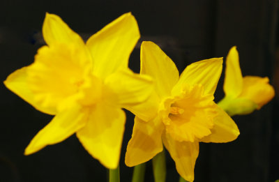 04_Jan_08  January Daffodils