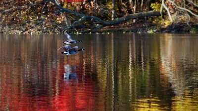 _DSC7926a.jpg