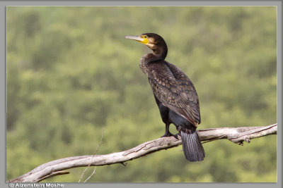 Great Cormorant   .jpg