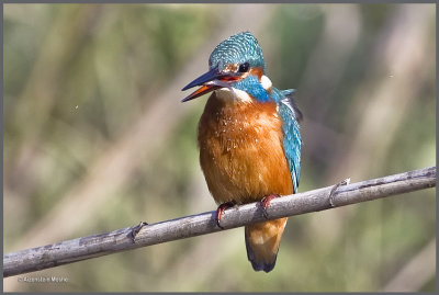 Common Kingfisher      .jpg