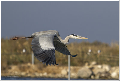 Grey heron       .jpg