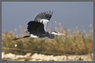 Grey heron      .jpg