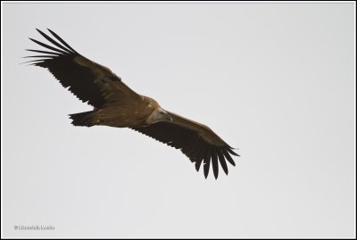 Griffon Vulture      .jpg