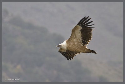 Griffon Vulture    .jpg