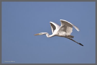 Great Egret   .jpg