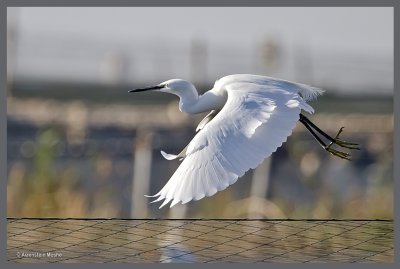 Great Egret    .jpg