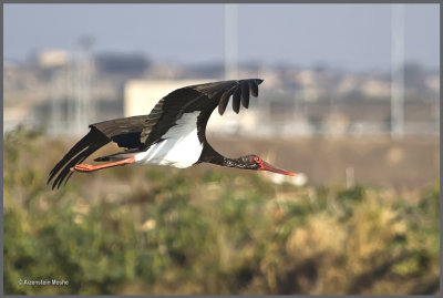    Black Stork.jpg