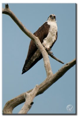 Aigle pecheur - Osprey