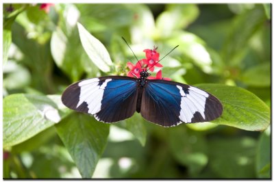 Papillons_ Butterflies