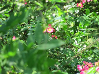 IMG_0373.JPG