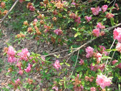 IMG_0374.JPG