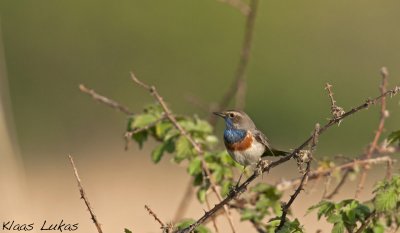 m_3006736.jpg