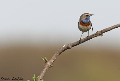 m_3006223.jpg