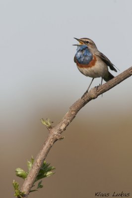 m_3006958.jpg