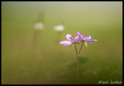 a_7004867.jpg