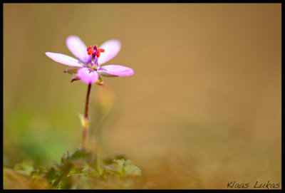 a_7004894.jpg