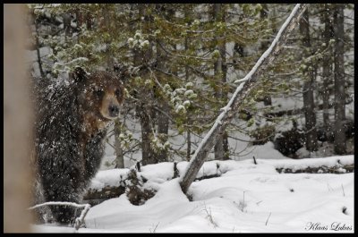 Yellowstone