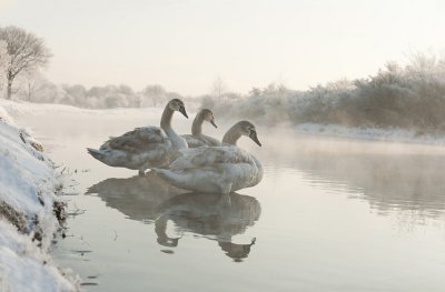 Various Swan