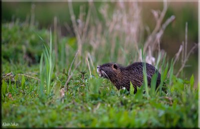 Muskrat