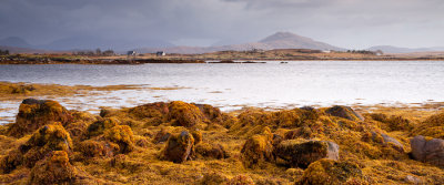 Connemara - Yellow Seaweed