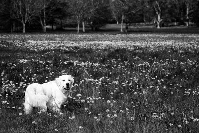 Black and White Harvey