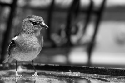 The Chaffinch