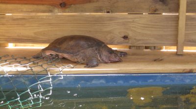 Softshell turtle