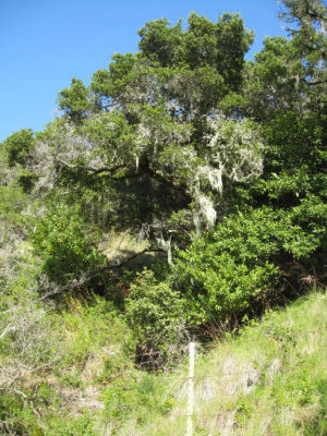 A tree with Spanish moss